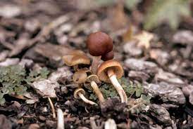 Psilocybe Mushrooms Fungi Com Stuffed Mushrooms Fungi