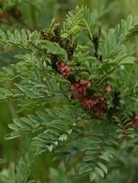 Image result for Indigofera adenoides