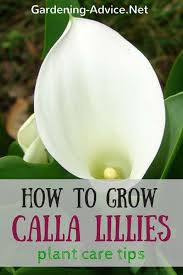 Maybe you would like to learn more about one of these? Calla Lily Plant Care Tips How To Grow Arum Lily Bulbs Lily Bulbs Calla Lily Flowers Lily Care