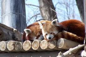 Endangered species act (esa) protects giant pandas, as well as the convention on international. Remembering Taylor The World S Oldest Red Panda Guinness World Records