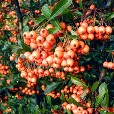 Image result for Pyracantha