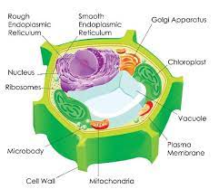 Chloroplast is like when u do like a art work and u repaint it that canda means you are chloroplast love: Biology Plant Cell Chloroplasts Sunday Observer