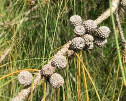 Image result for Casuarina littoralis