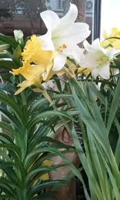 Lawrence Corry Obituary (1949