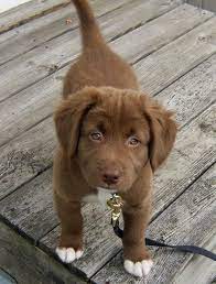 Chocolate Lab Husky Shepard Mix Cute Animals Baby Animals Puppies