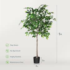 Image result for Ficus tesselata