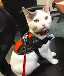 The harness has emotional support clearly marked to prevent any confusion. 20 Emotional Support Cat Ideas Emotional Support Emotional Support Animal Support Animal
