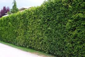 Alles, was sie benötigen, können sie bequem bei uns bestellen: Thuja Als Hecke Pflanzen Anleitung Und Pflege