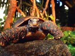 A Guide To Caring For Red Footed Tortoises As Pets