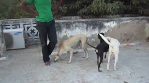 My Tamilnadu Dog Breeds Kanni Rajapalayam And Chippiparai Hounds Ranipet Youtube My beautiful kanni puppy, veeran.6 months old. my tamilnadu dog breeds kanni rajapalayam and chippiparai hounds ranipet