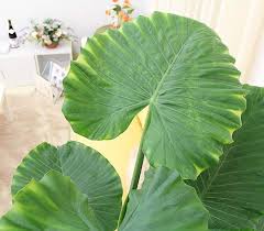 クワズイモ 育て方 観葉植物 Dictionary ブルーミングスケープ