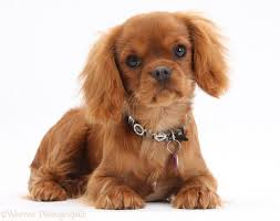 Black And Tan Cavalier With White 33655 Ruby King Charles Pup White Background Jpg 1288 1018 King Charles Cavalier Spaniel Puppy Cavalier King Charles Cavalier King Charles Spaniel Tricolor