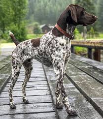 pin auf animals