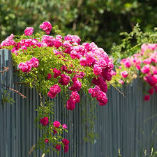 Jonny bass, national trust head gardener at mottisfont, explains how to make your own rose arch in an easy step by step guide. How To Start A Rose Garden Planning Planet Natural