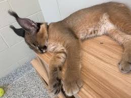 The caracal kittens among small cats that can be legally kept as exotic pets. Meet Samir And Zane Newest Caracal Kittens Born At Nashville Zoo Wkrn News 2