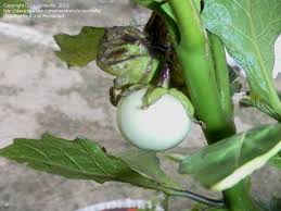 Image result for Solanum macrocarpon