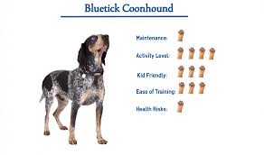We did not find results for: Bluetick Coonhound Everything You Need To Know At A Glance