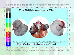 araucana eggs