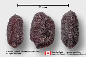 Image result for Eleusine africana