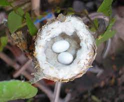Experts Beg Everyone To Check Their Gardens For Tiny Hummingbird Eggs Before They Prune Hummingbird Nests Eggs Hummingbird