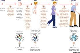 A genetic test involves giving a blood or saliva sample that can be analyzed to pick up any. Why Tumor Genetic Heterogeneity May Require Rethinking Cancer Genesis And Treatment Trends In Cancer