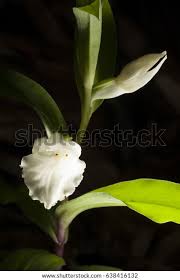 Image result for Brachycorythis