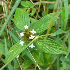 Image result for Spermacoce deserti