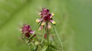 Southwest colorado wildflowers an excellent resource for identifying rocky mountain flora. 12 Of The Uk S Rarest Woodland Wildflowers Woodland Trust