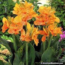 Pin On Cannas Red Yellow Speckled