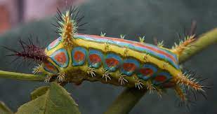 I Sure Pack A Mean Sting Caterpillar Moth Caterpillar Moth