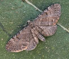 Image result for Eupithecia actaeata