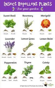 Insect Repellent Plants Easyhouseplants Insect Repellent Plants Plant Magic Go Away The Insects Insect Repellent Plants Plants Mosquito Repelling Plants