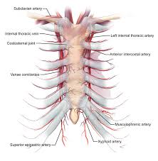 Anatomical illustrations of the lungs, chest, bronchi, trachea and thoracic lymph nodes. Who Knew Sternum Non Fusion Was A Problem Glen Oomen Illustration