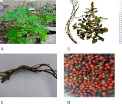 Image result for Abrus fruticulosus