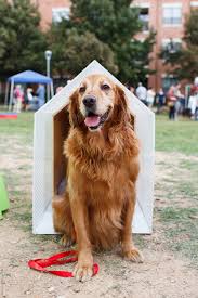 Maybe you would like to learn more about one of these? Golden Retriever Sitting In A Dog House That Is Too Small By Nicole Mlakar