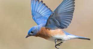 Bluebird In Flight By Cr Courson