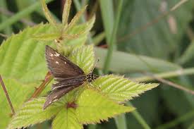 Image result for Heteropterus morpheus