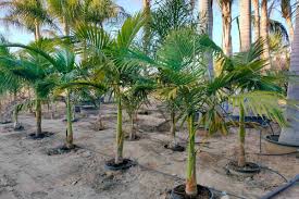 Image result for Archontophoenix cunninghamiana