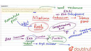 Name The Host Plant And Its Part The Meloidogyne Incognita Infects Explain The Role Of Youtube