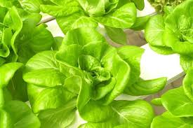 Check spelling or type a new query. 7 Jenis Sayuran Hidroponik Yang Sering Dibudidayakan Petani Digital