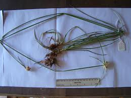 Image result for Cyperus niveus