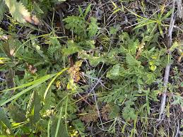 Image result for Moraea clavata