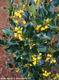 Ilex aquifolium, the holly, common holly, english holly, european holly, or occasionally christmas holly, is a species of flowering plant in the family aquifoliaceae, native to western and southern europe, northwest africa, and southwest asia. Ilex Aquifolium Bacciflava Spineless Havlis Cz