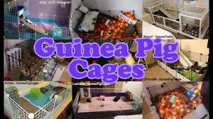 guinea pig cage guide minimum cage size c c cages more