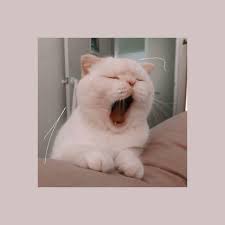 pin by f i f i on fotograf animals cats