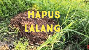 Rumput atau gulma di area persawahan ataupun di halaman rumah sedikit mengganggu tanaman sehingga perlu dibersihkan, cara yang paling mudah dengan menyemprotkan herbisida organik alami. Cara Mudah Matikan Lalang Rumput Tanpa Guna Racun Youtube