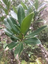 Image result for Euclea