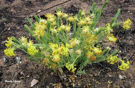 Image result for Gnidia hockii