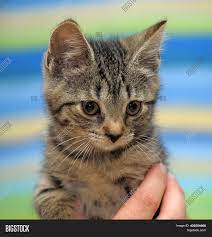 In 1904, the first breeding of the american shorthair cats was recorded. Tabby European Image Photo Free Trial Bigstock