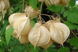 Image result for Cardiospermum